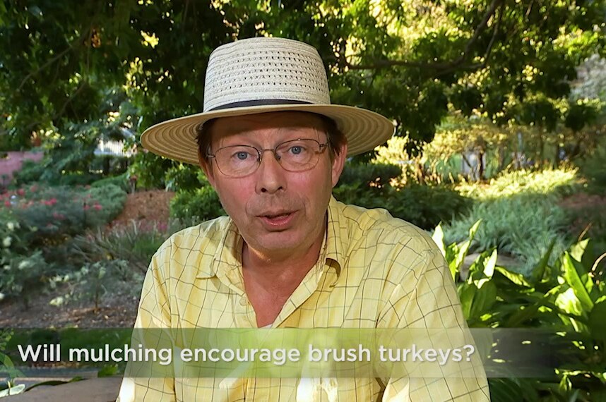 Jerry Coleby-Williams on steps with a graphic about brush turkeys below his face illustrating our Gardening Australia recap.