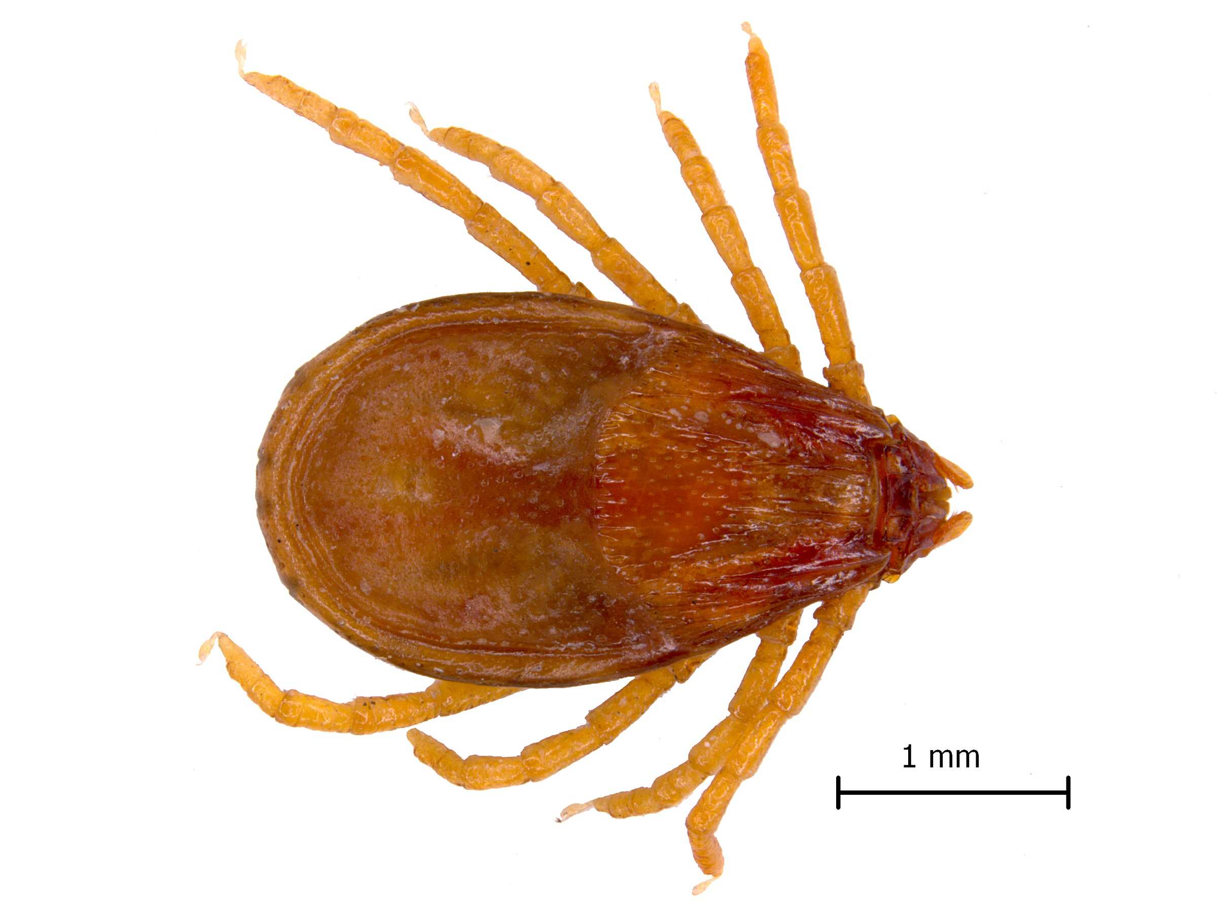 New Australian tick species discovered for first time in more than 50