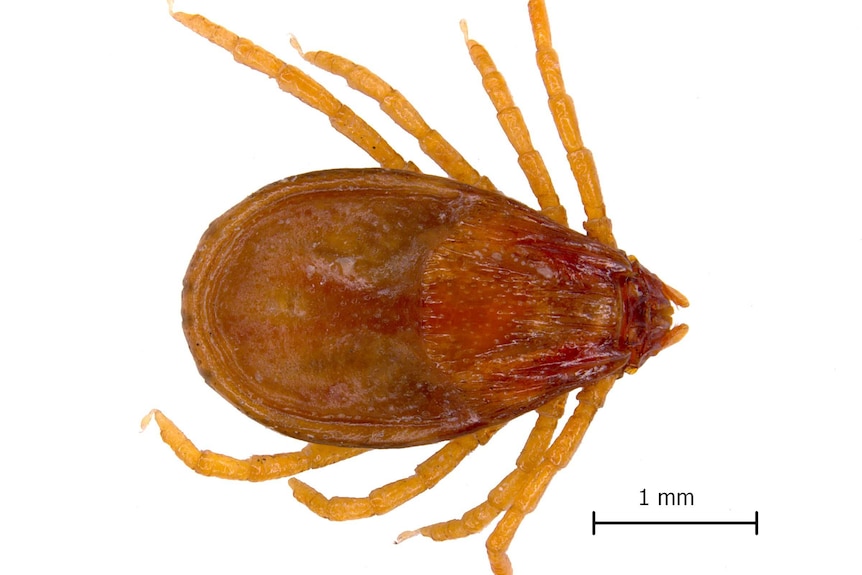 A yellow and brown tick with a scale measurement