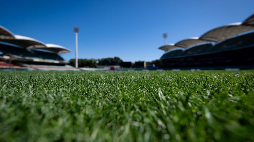 Close up of green, lush grass. Adelaide Oval white shade sails can be seen in background.