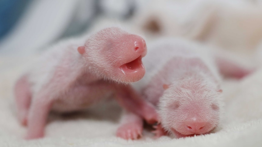 Baby panda twins