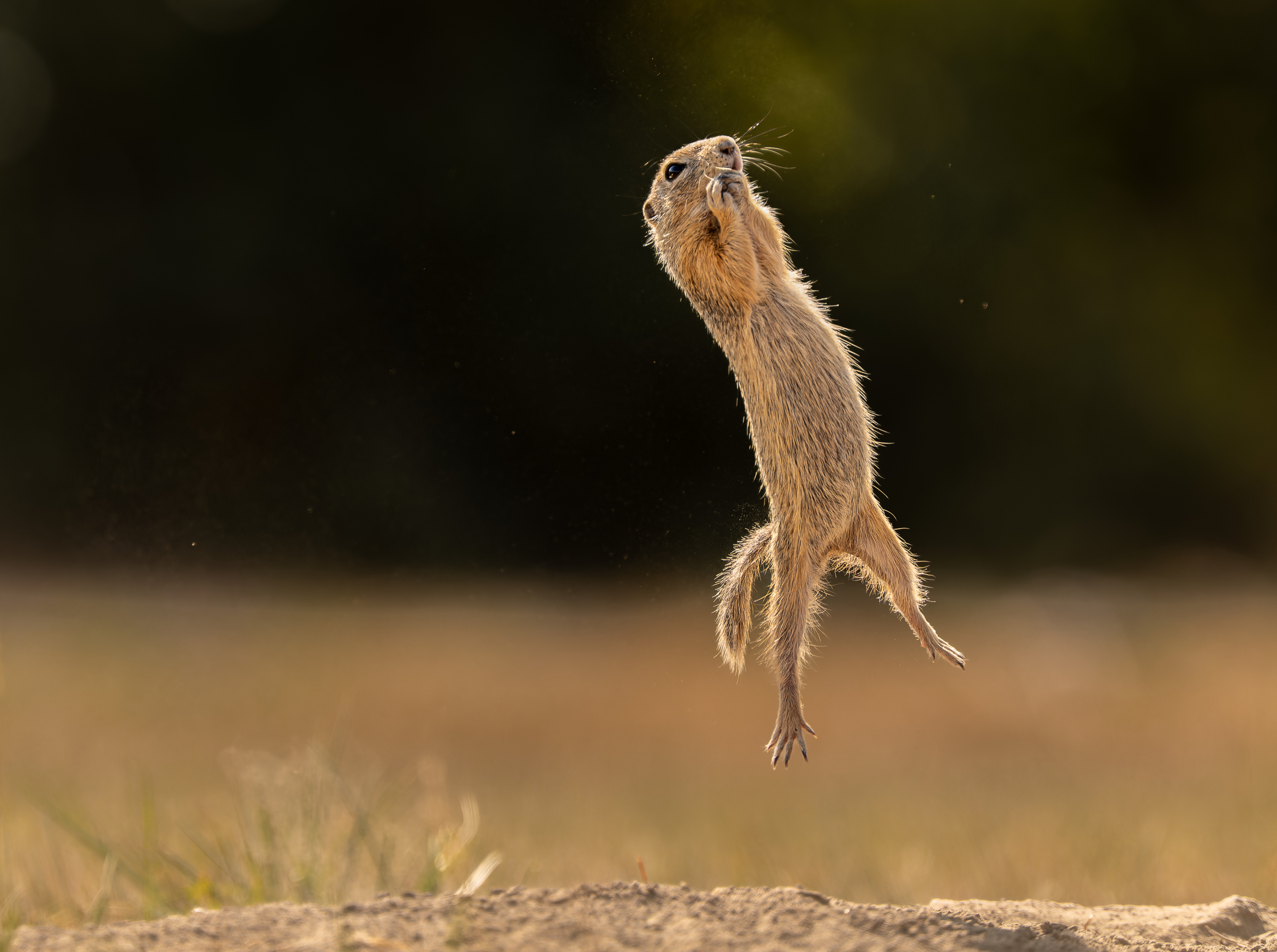 A squirrel jumping in the air