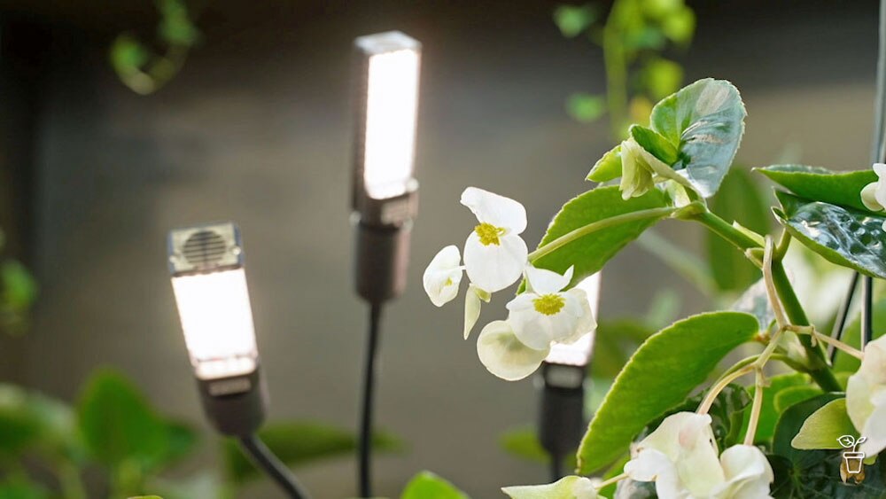 Shine a Light - Gardening Australia