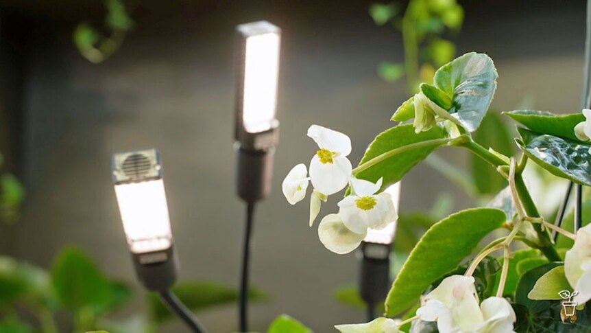 Grow lights shining on an indoor plant.