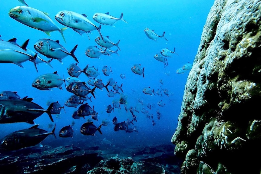 Ikan berenang melewati bebatuan