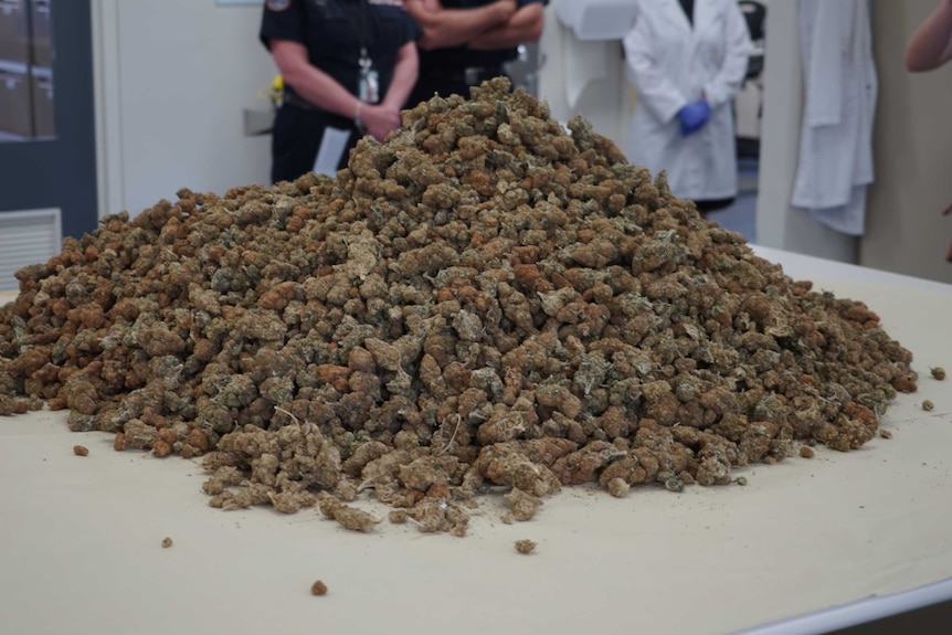 A large pile of cannabis with police officers standing cross-armed in the background.