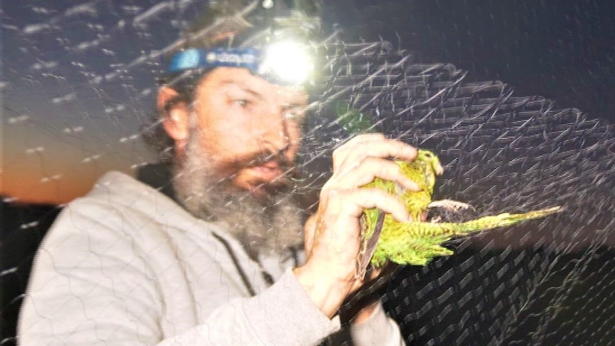 A Western Ground Parrot captured in the mist nets at Cape Arid National Park.