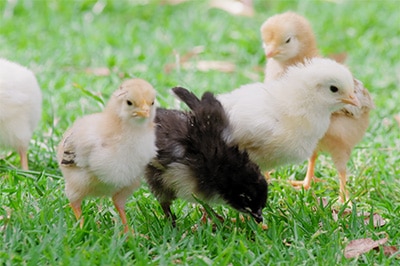 chicks on the grass