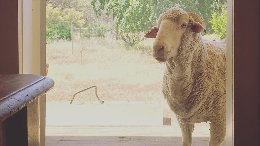 Sheep looks into doorway