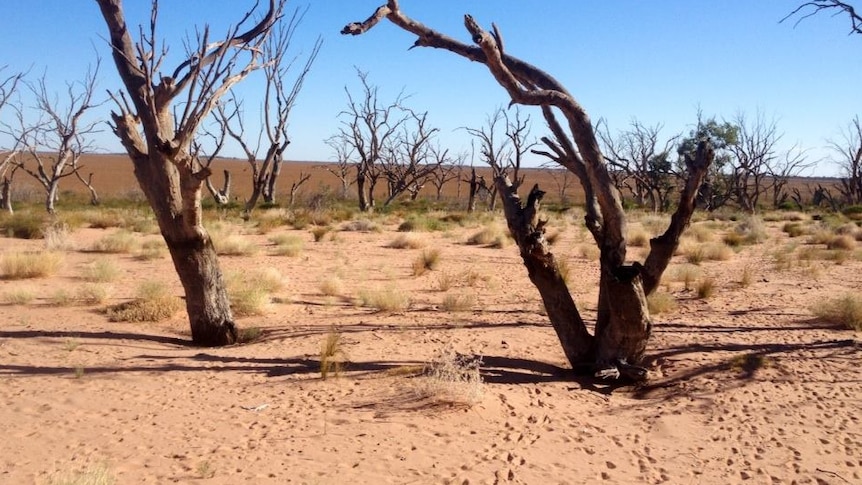 A dry lake bed with dead trees and grasses in it.