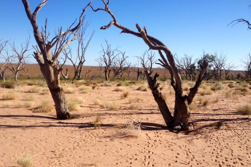 Lake Menindee has been bone dry since mid-way through 2014