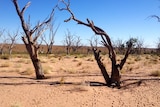 A dry lake bed with dead trees and grasses in it.