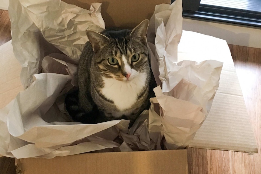 A tabby cat sitting in a cardboard box with some paper in it, an example of a technique to keep pet cats active and healthy.