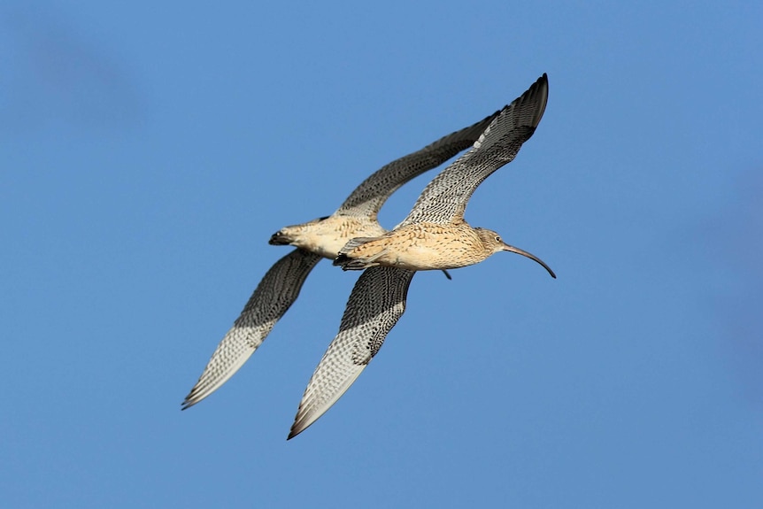 Eastern Curlews