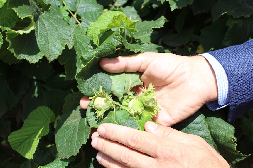 Hazelnuts growing on a tree near Narrandera in southern NSW.