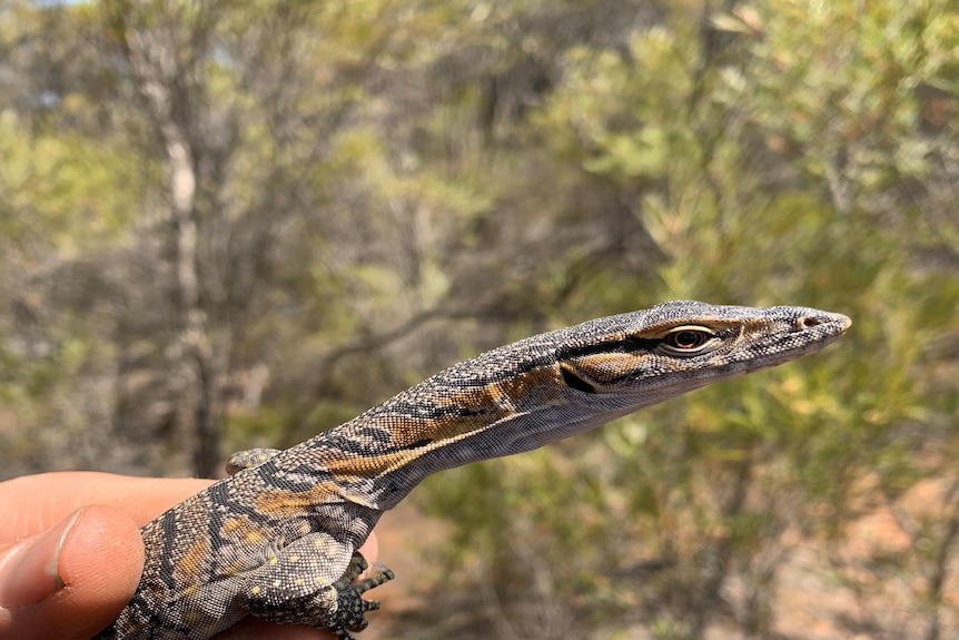 A long thin lizard being held by a human hand.