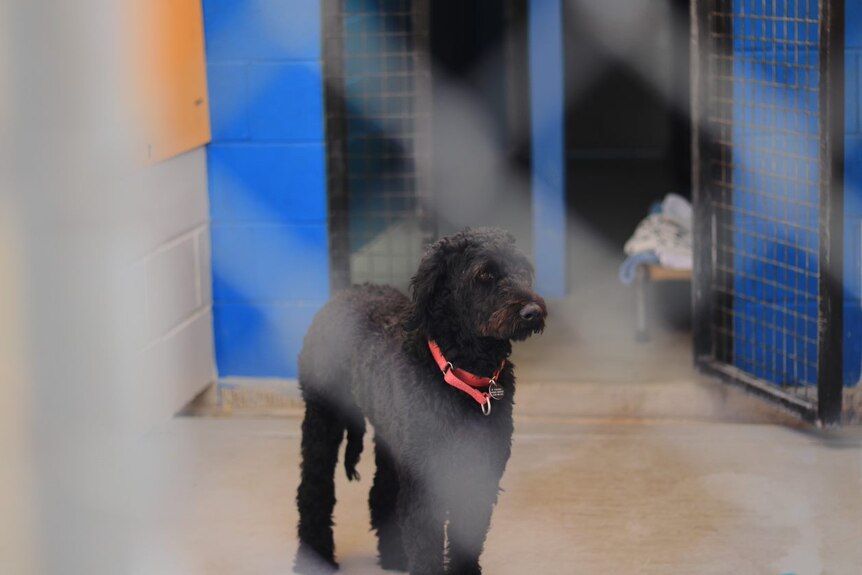 A black Labradoodle wearing a red leash 