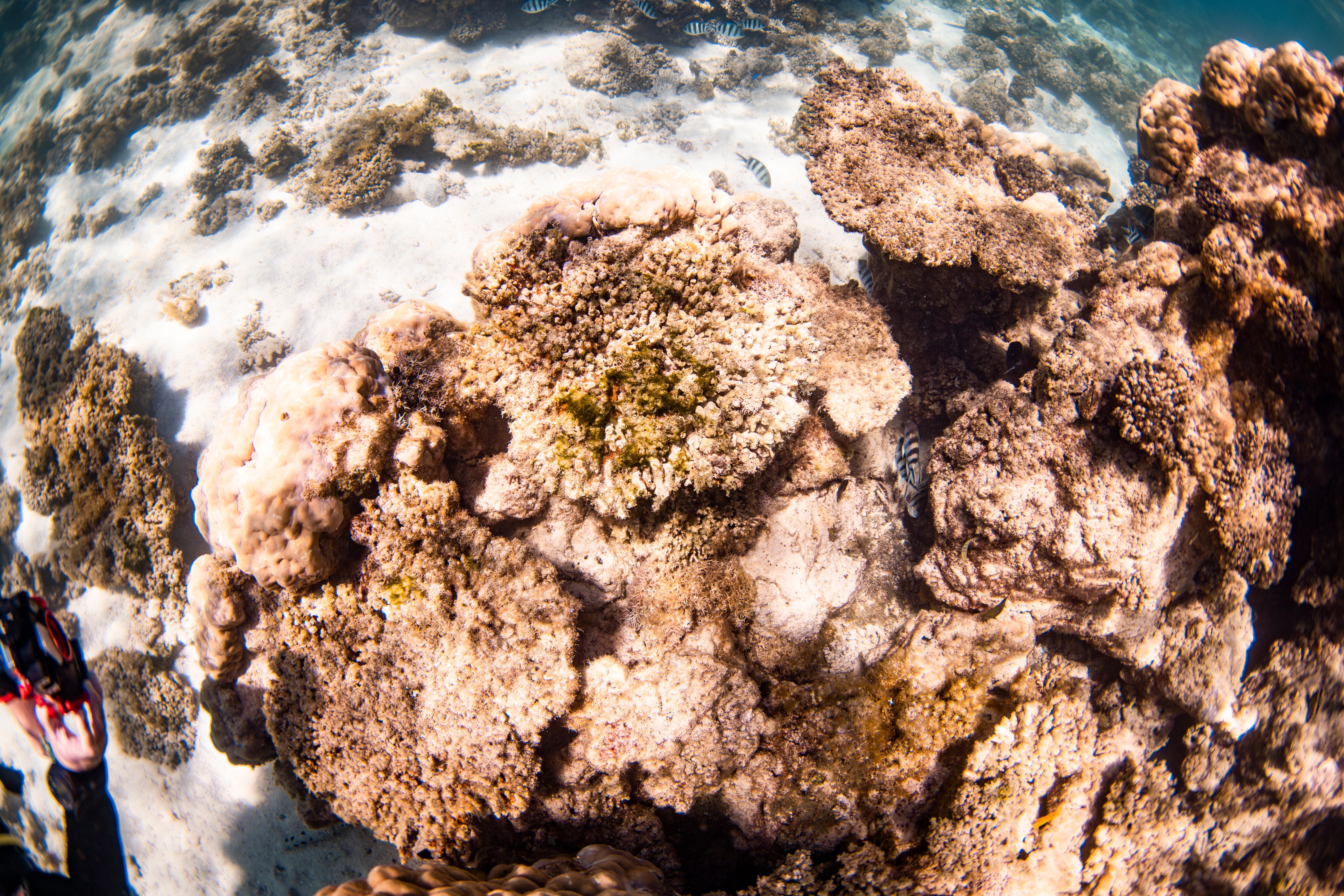 An overhead, fish-eye lens shot of brown and yellow coral colonies.