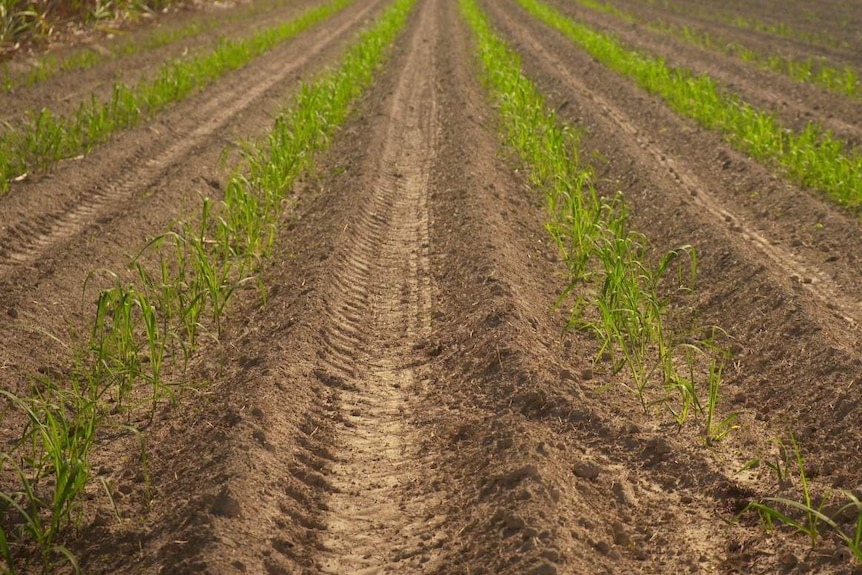 Paul Gregory has planted his cane in wider rows to reduce nutrient run-off into the reef