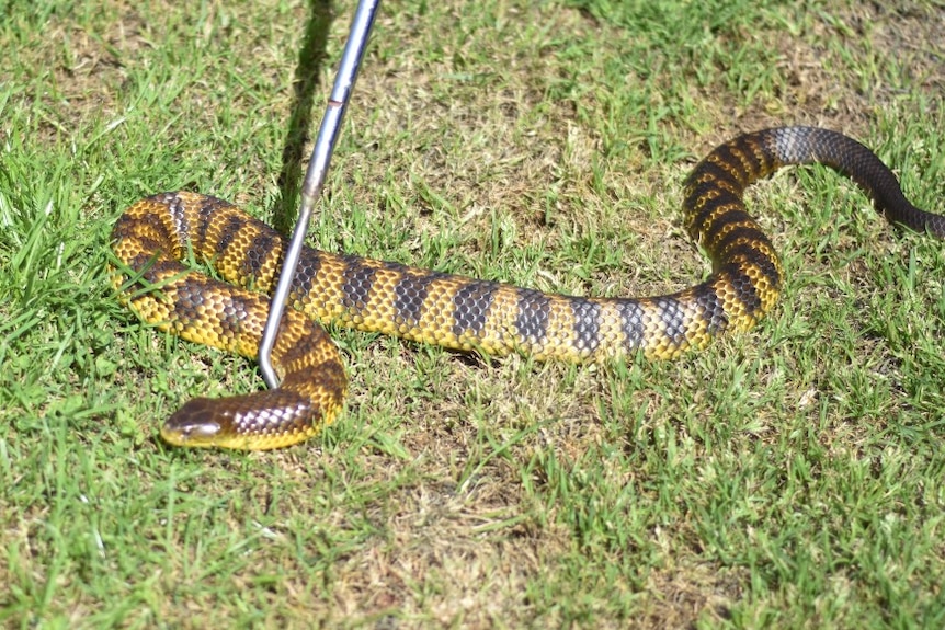 Snake on grass