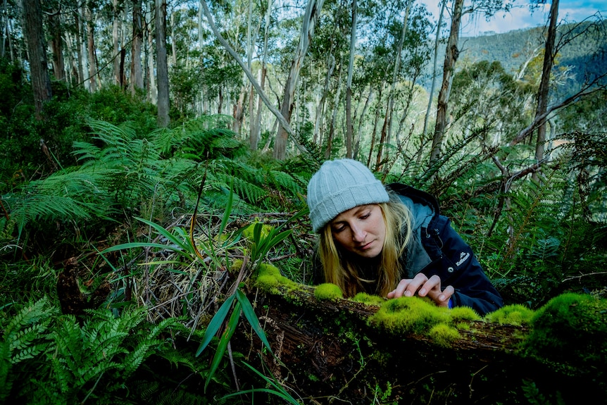 A female scientist crouches down to inspect some moss growing along a fallen tree on the forest floor