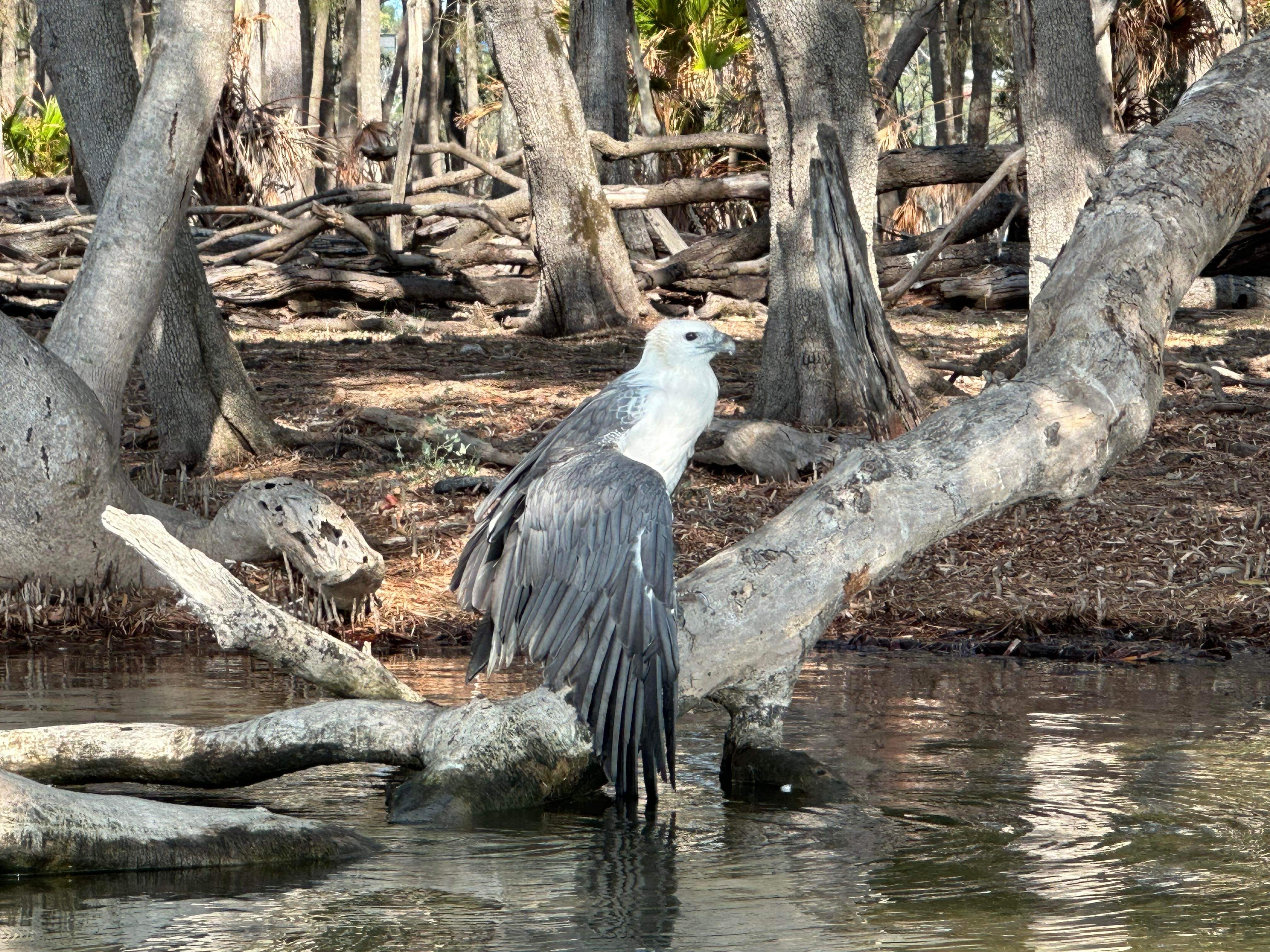 A large bird, with a white head and grey wings sits among mangroves on a lake.
