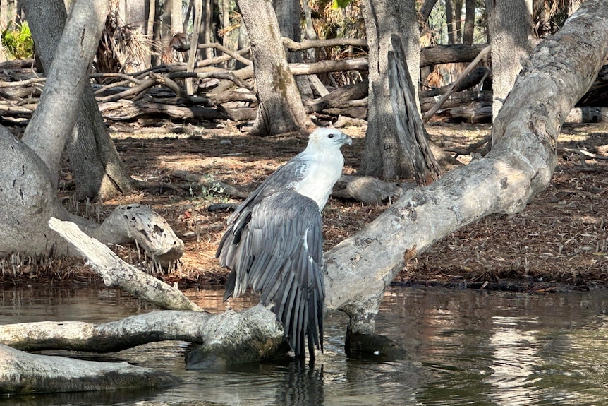 A large bird, with a white head and grey wings sits among mangroves on a lake.
