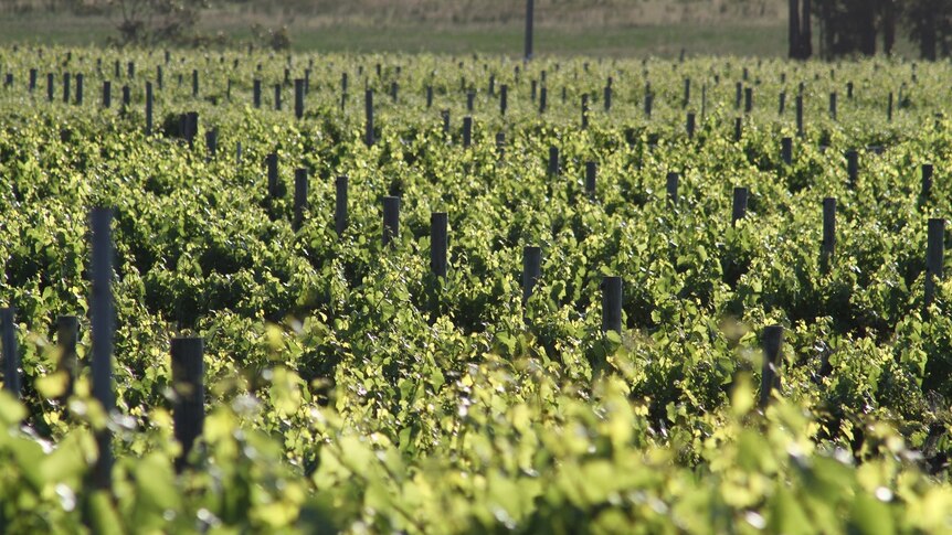 Vines in the Margaret River region