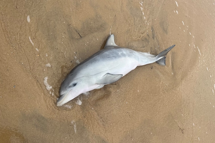 A dolphin calf lying on the sand.