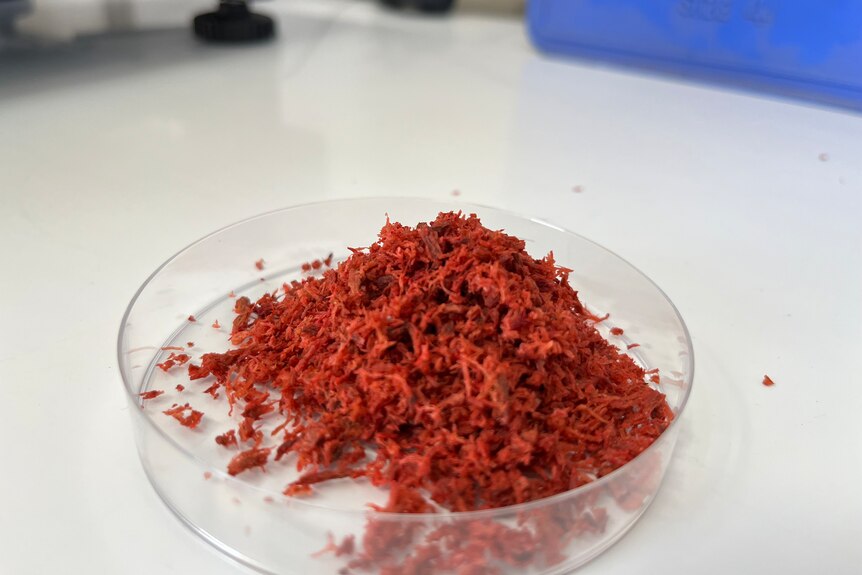 A pile of freeze-dried bright red asparagopsis armata seaweed in a petri dish 