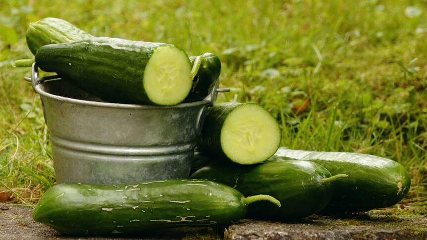 Halved cucumbers in a metal pail on grass.