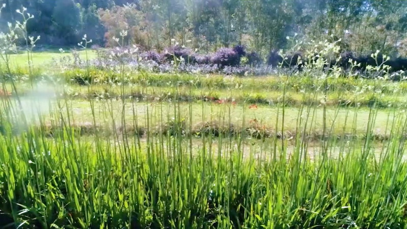 Field with long stemmed flowers growing