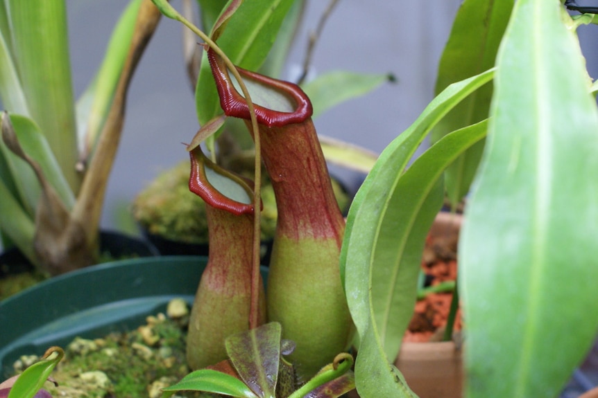 A potted pitcher plant, the Nepenthes alata.