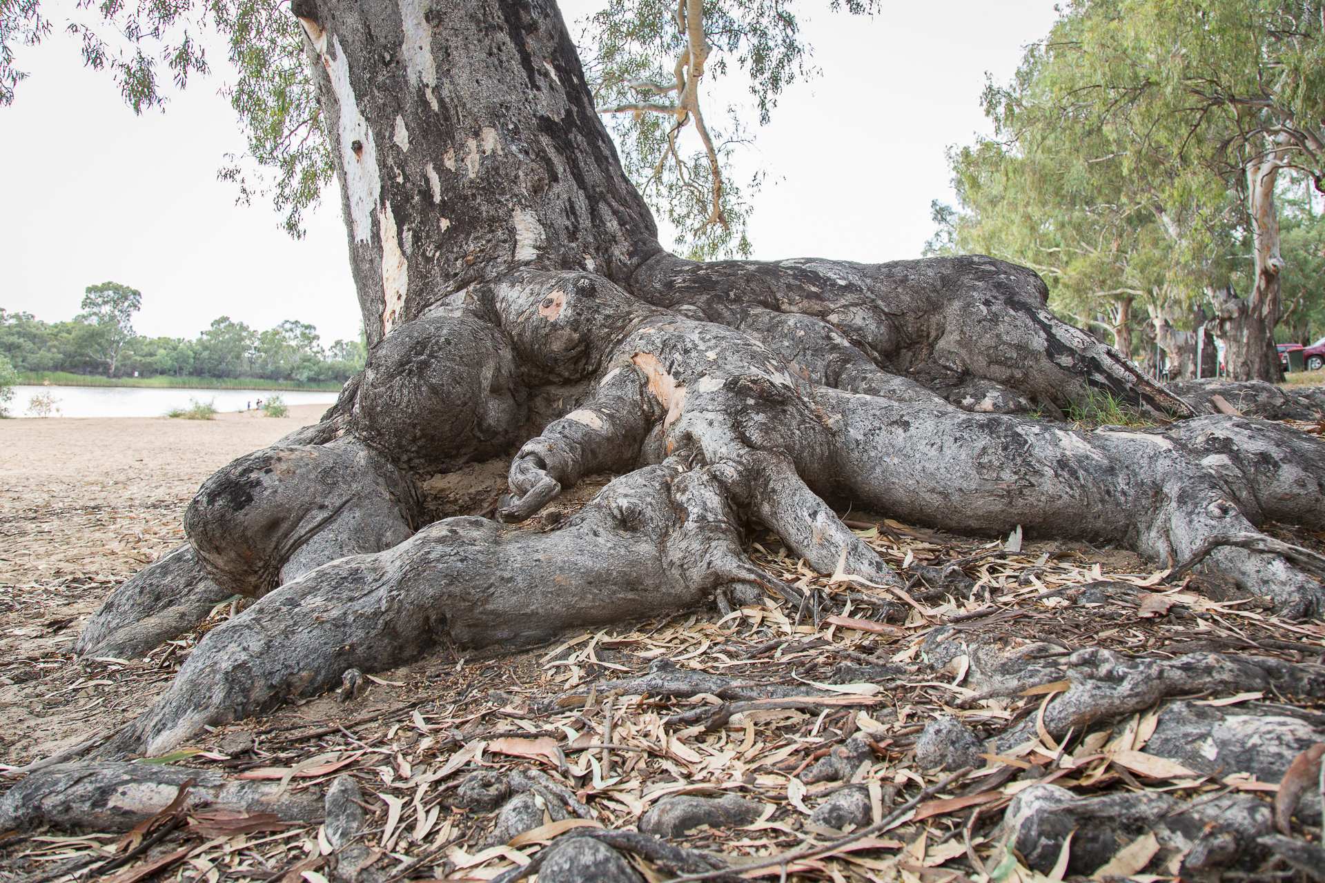 Gardening Australia's Jane Edmanson rediscovers her roots with the