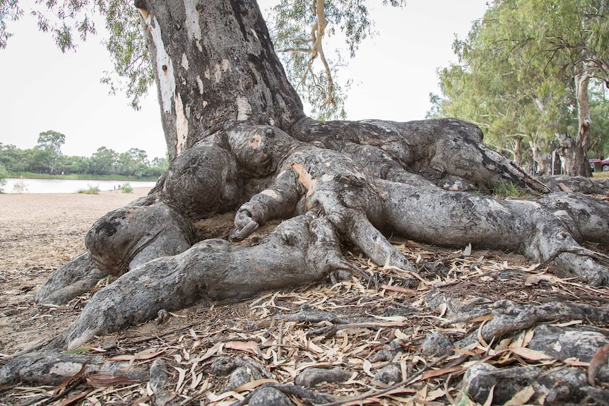 The roots of a river red gum stick out prominently from the ground