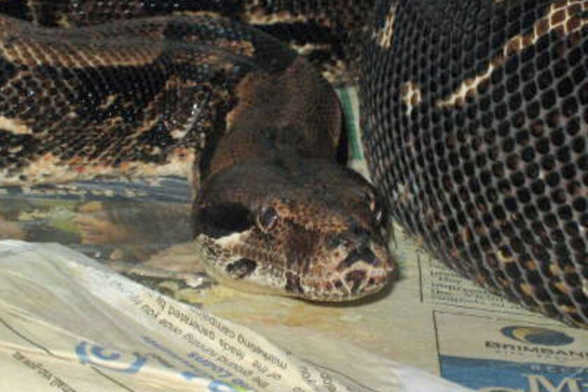 Boa constrictors often carry diseases like this one seized in a raid in Melbourne.