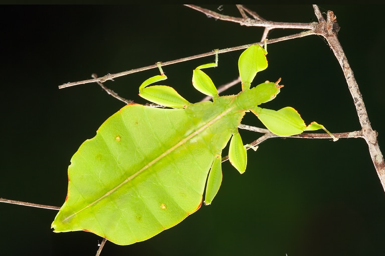 An Australian green leaf insect clings to the branch of a tree.