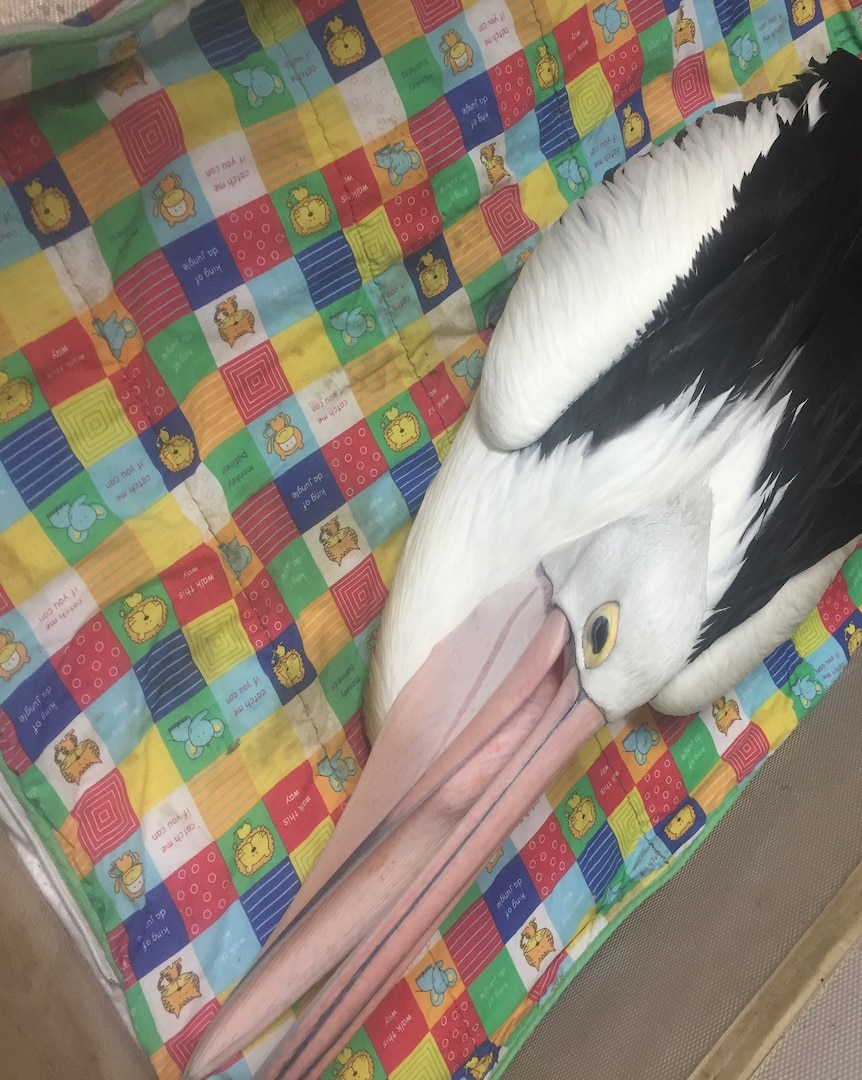 a sick pelican lays on a blanket