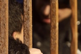 Boy peers through bars at an anti-Gaddafi protest
