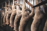 Dead kangaroos hang inside a refrigerated container
