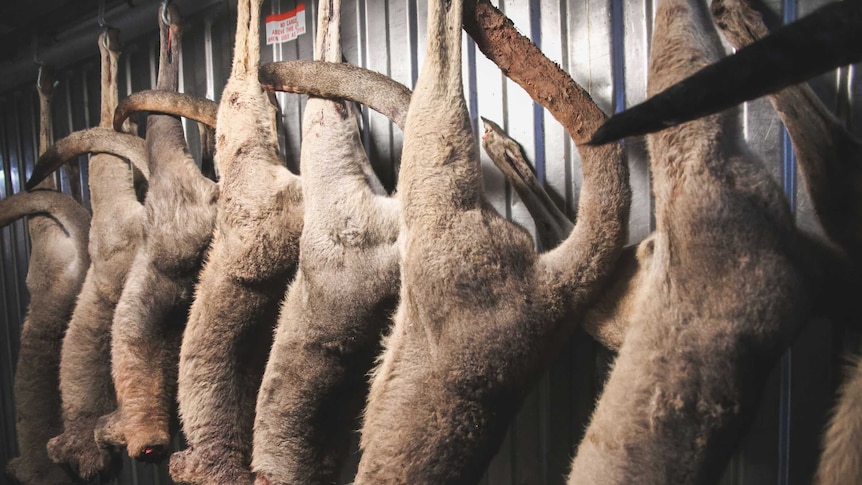 Dead kangaroos hang inside a refrigerated container