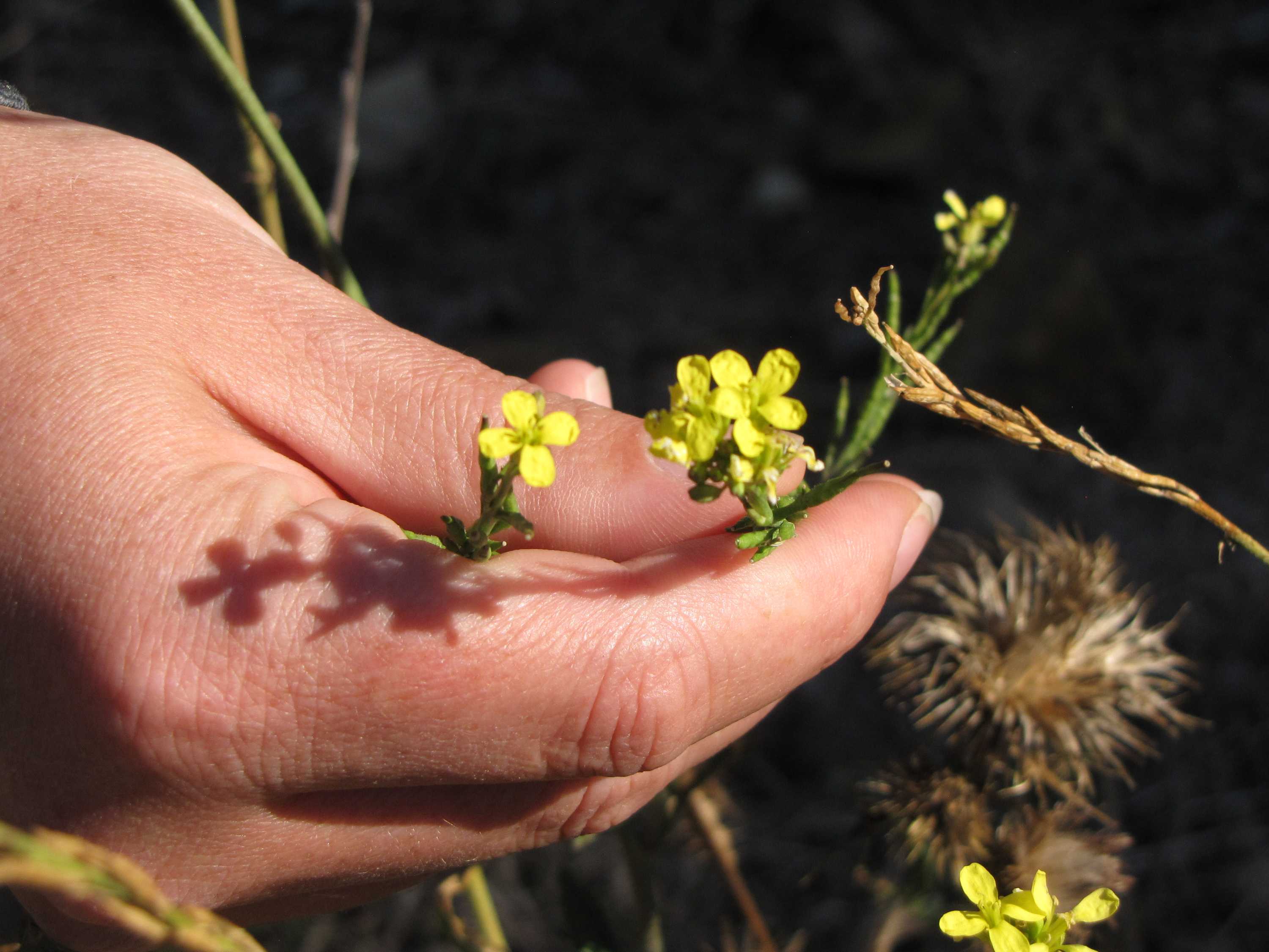 brassière de contention