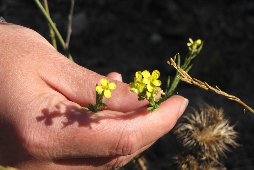 The small yellow flowers of the wild brassica.