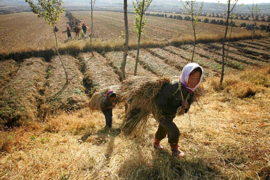 Two women hold rice plant bundles on their backs as they walk out of a field