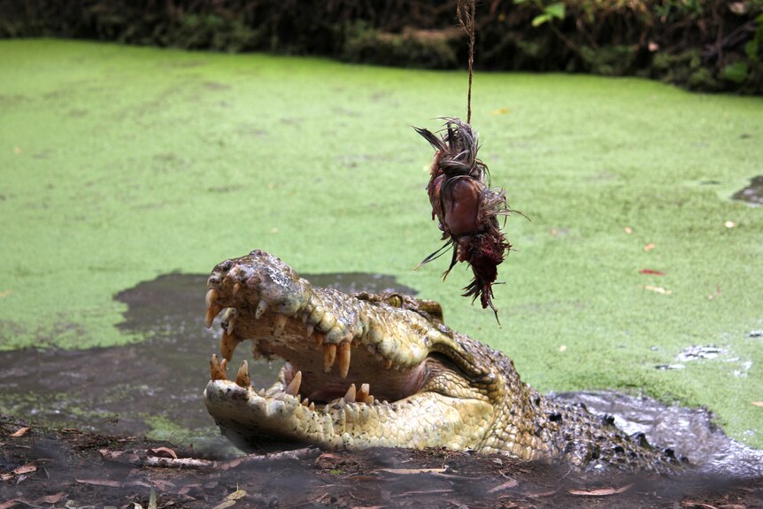 A crocodile with his jaws open eyes off a dangling chicken carcass