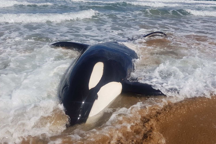 A killer whale on its side in shallow water.