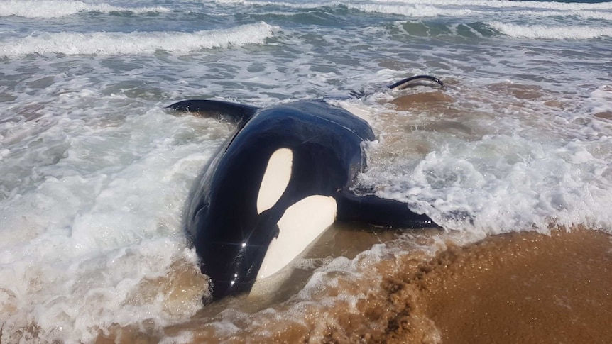 A killer whale on its side in shallow water.