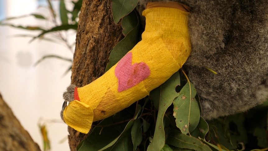 A koala in a tree eating a leaf with a yellow cast on its broken arm