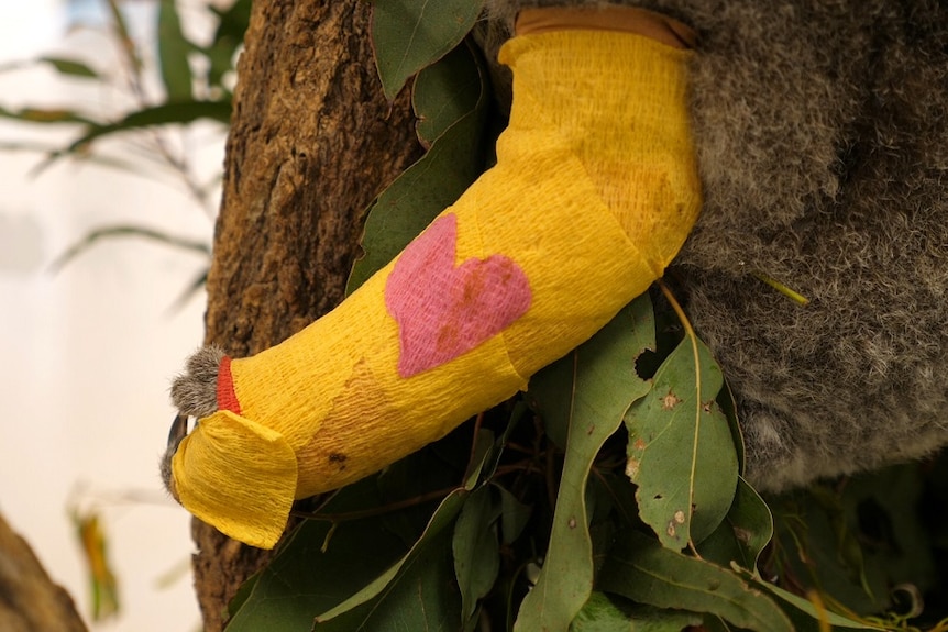 A koala in a tree eating a leaf with a yellow cast on its broken arm