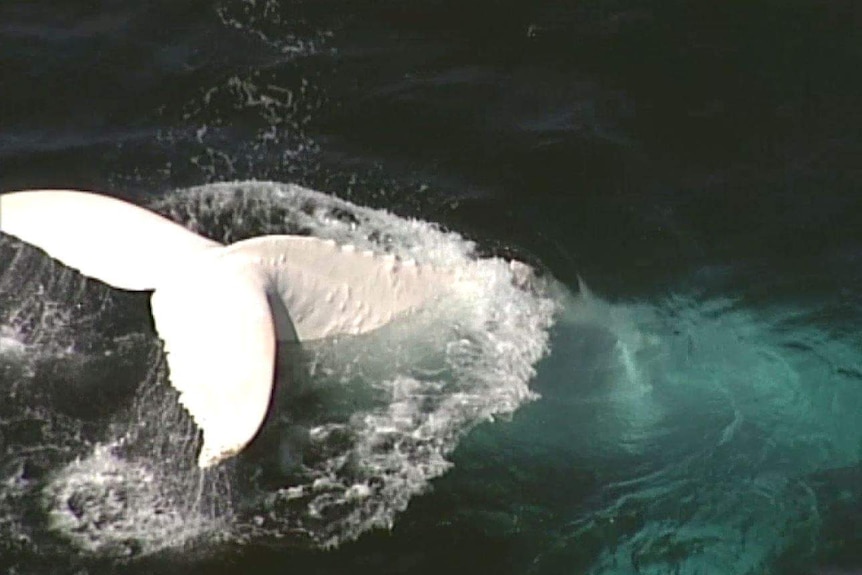 Vue aérienne d'une baleine blanche commençant à plonger.